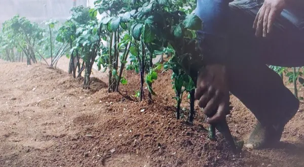 화성에서 작물을 재배하는 방법